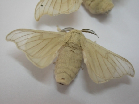 Papillon Bombyx mori aux ailes translucides déployées, connu pour son rôle dans la production de soie.